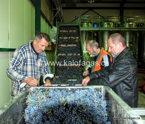 kagas-vaimakis-pavlou-sorting-grapes