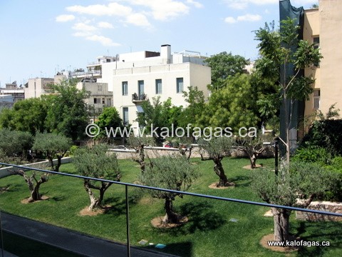 Ancient olive trees outside of the Museum