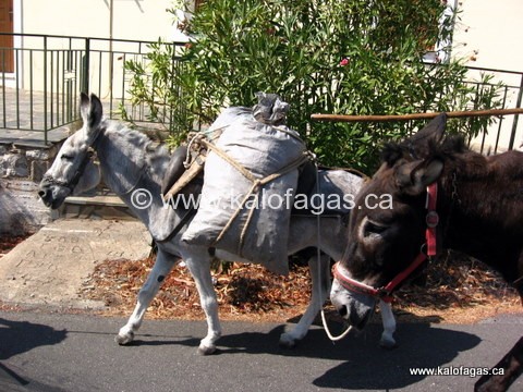 Leonidio - donkeys head home after a long, hard day's work