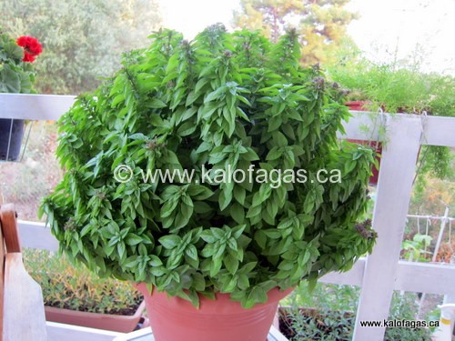 IMG_5059-1
