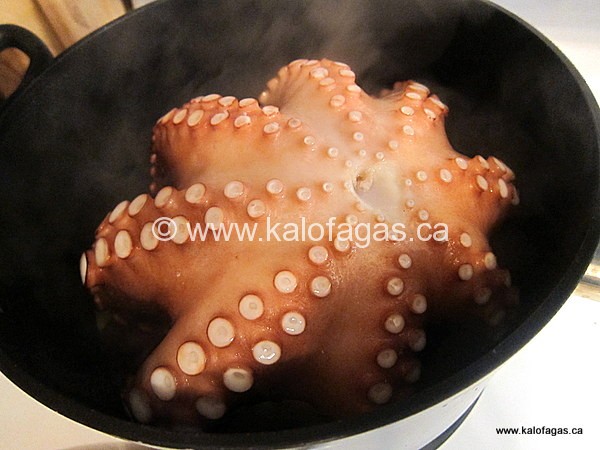 octopus to eat